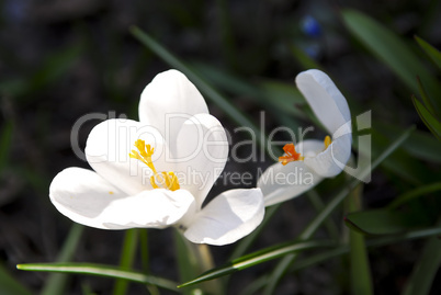 Crocus flower