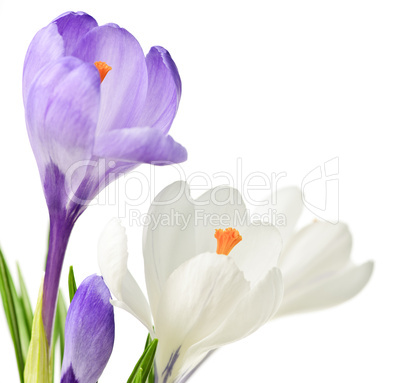 Spring crocus flowers