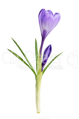 Spring crocus flower