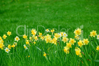 Daffodils and grass