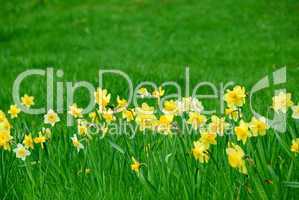 Daffodils and grass