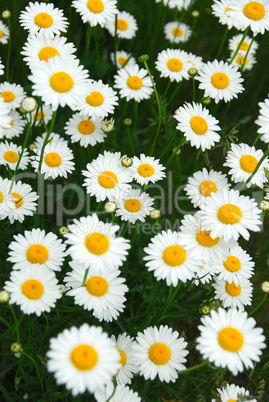 Summer daisies