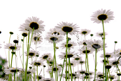 Daisies on white