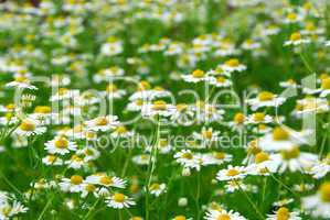 Chamomile