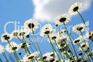 Daisies with blue sky