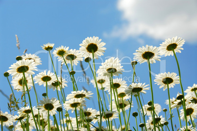 Daises with blue sky