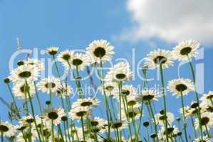 Daises with blue sky