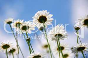 White daisies