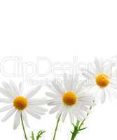 Daisies on white background