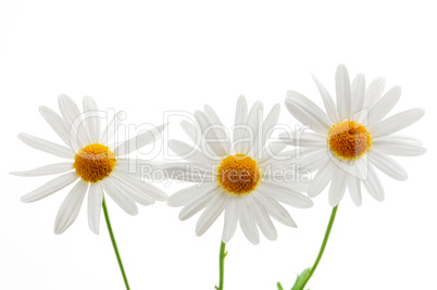 Daisies on white background