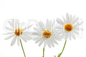 Daisies on white background