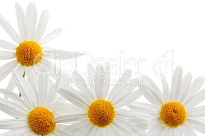 Daisies on white background