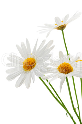 Daisies on white background