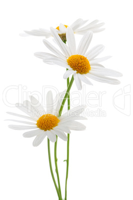 Daisies on white background