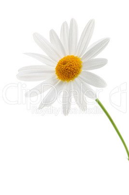 Daisy on white background
