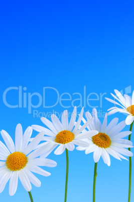 Daisy flowers on blue background