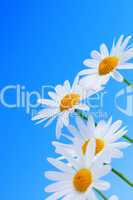 Daisy flowers on blue background