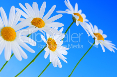 Daisy flowers on blue background