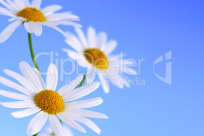 Daisy flowers on blue background