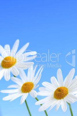 Daisy flowers on blue background