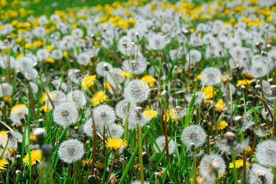 Dandelion field