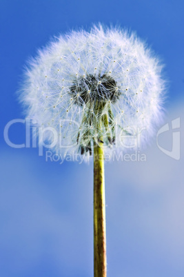 Dandelion