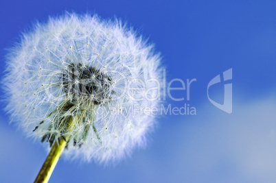 Dandelion