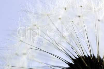 Dandelion