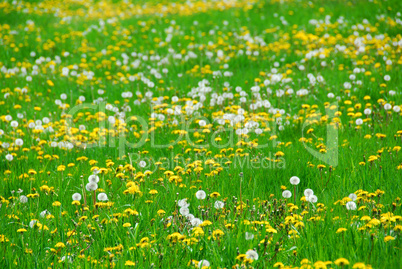 Dandelion field