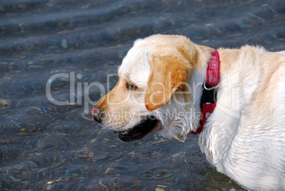 Yellow lab dog