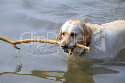 Dog swimming