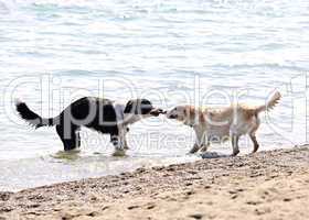 Two dogs playing on beach