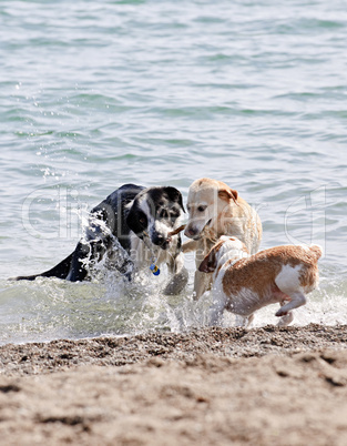 Three dogs playing on beach
