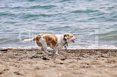 Dog running on beach