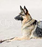 German Shepherd dog on beach