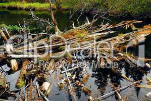 Driftwood in a river