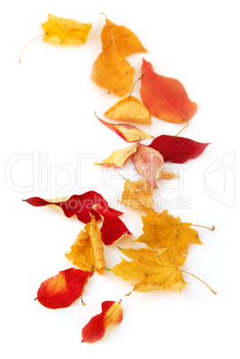 Autumn leaves