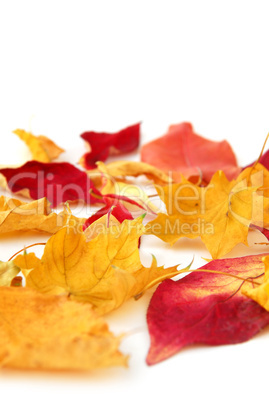 Autumn leaves