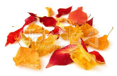 Autumn leaves