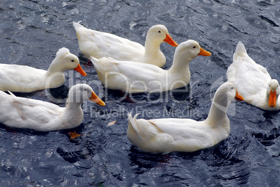 White ducks