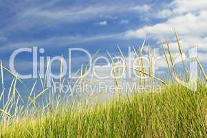 Tall grass on sand dunes