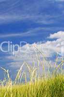 Tall grass on sand dunes