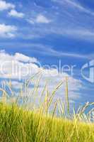 Tall grass on sand dunes