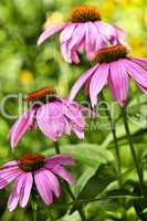 Echinacea purpurea plant