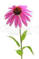 Echinacea purpurea plant