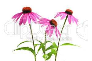 Echinacea purpurea plant