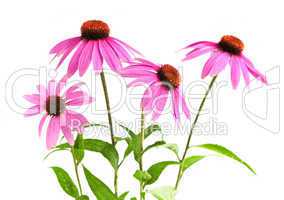 Echinacea purpurea plant