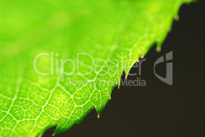 Green leaf edge