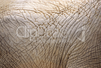 Elephant skin