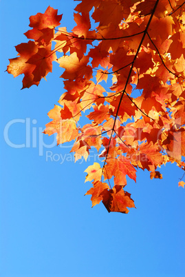 Fall maple leaves